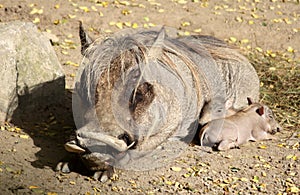 Common warthog or Phacochoerus africanus