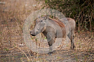 Common warthog Phacochoerus africanus