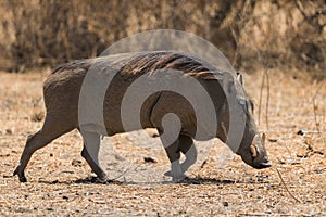 Common Warthog - Phacochoerus africanus