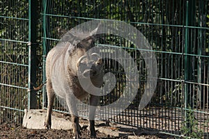 Common warthog (Phacochoerus africanus).