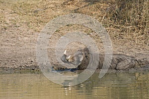 Common warthog Phacochoerus africanus enjoying a mud bath