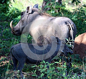 Common warthog (Phacochoerus africanus) foraging among bushes : (pix Sanjiv Shukla)