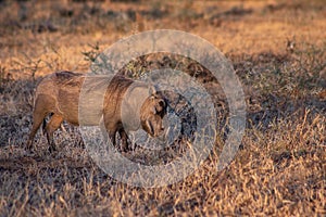 Common warthog (Phacochoerus africanus) grazing on beautiful green grass