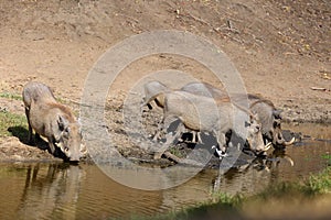 The common warthog Phacochoerus africanus a herd of swine in the water