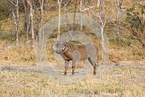 Common warthog, (Phacochoerus africanus), photo