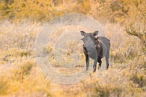 A common warthog Phacochoerus africanus, in Kruger National Park, South Africa