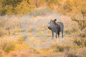 A common warthog Phacochoerus africanus, in the Kruger National Park, South Africa