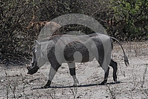 A common Warthog Phacochoerus africanus runs alone through thick bushes