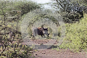 Common warthog Phacochoerus africanus in savanna bushes