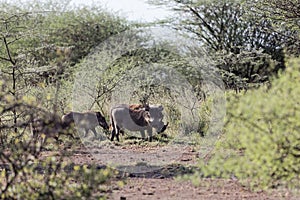 Common warthog Phacochoerus africanus in savanna bushes