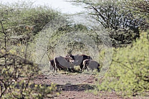 Common warthog Phacochoerus africanus in savanna bushes