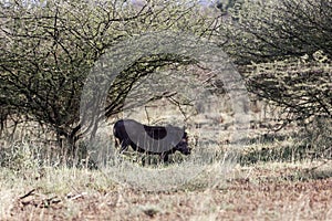 Common warthog Phacochoerus africanus in savanna bushes