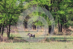 Common warthog (Phacochoerus africanus) in savanna in Serengeti national park, Tanzania