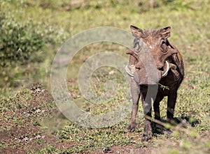 The common warthog (Phacochoerus africanus) is a species of artiodactyl mammal that lives in the African savannah