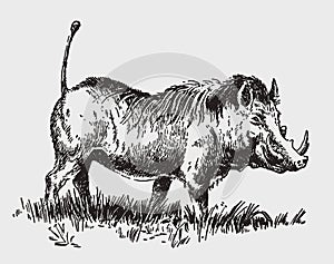 Common warthog phacochoerus africanus standing in a grassland