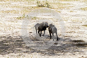 Common warthog Phacochoerus africanus in Tarangire National Park, Tanzania