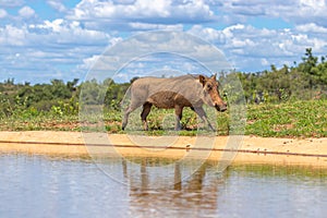 Common warthog  Phacochoerus Africanus walking by a waterhole, Welgevonden Game Reserve, South Africa.