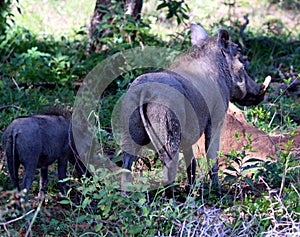 Common warthog (Phacochoerus africanus) foraging among bushes : (pix Sanjiv Shukla)