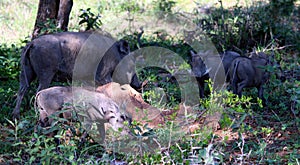 Common warthog (Phacochoerus africanus) foraging among bushes : (pix Sanjiv Shukla)