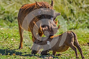 Common Warthog or Pumba interacting and playing in a South African game reserve