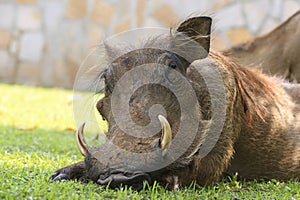 Common Warthog Resting