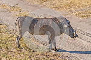 Common Warthog on Rural African Veldt photo