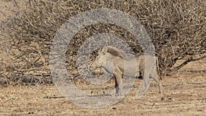 Common Warthog in Savanna