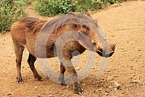 Common warthog. photo