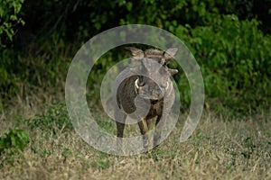 Common warthog stands watching camera near bushes