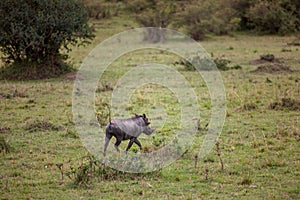 Common warthog strolling in the warm sunlight of an African savannah