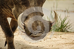 Common warthog tusks