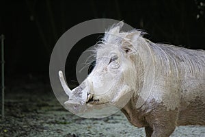 The common warthog or Wild pig