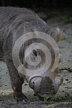 The common warthog or Wild pig