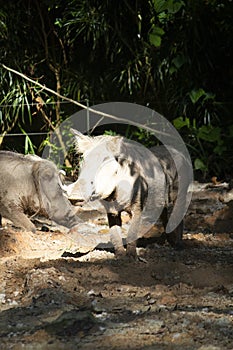 The common warthog or Wild pig