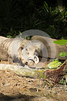 The common warthog or Wild pig