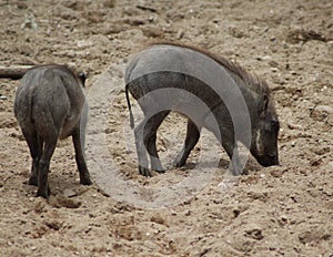 Common warthog youngs