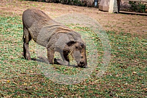 Common warthogs grazing on a green lawn