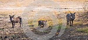 Common Warthogs Phacochoerus africanus in the Hwange National Park, South Africa