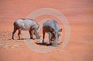 Common warthogs pumba stands on red earth on a sunny day.
