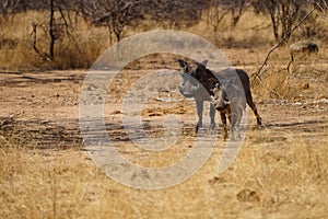 Common warthogs in South africa