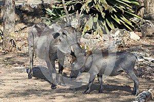 Common warthogs sow with cub, Namibia