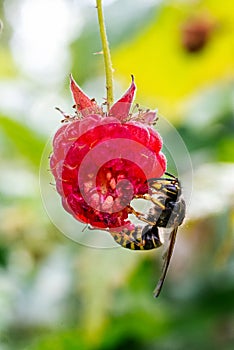 Common wasp eating red raspberry in garden