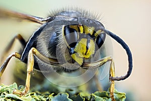 Common Wasp, Wasp