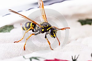 Common wasp on taclecloth