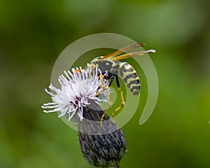 The common wasp, Vespula vulgaris
