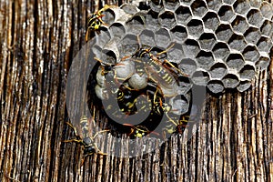 Common Wasp, vespula vulgaris, Adult Standing on Nest, Normandy