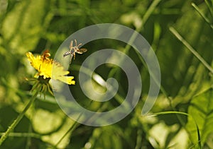 A Common Wasp Vespula vulgaris flying from a dandelion flower