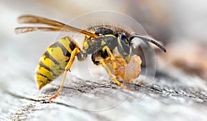 Common Wasp, Vespula vulgaris Scavaging old pear fruit photo