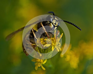 The common wasp, Vespula vulgaris photo