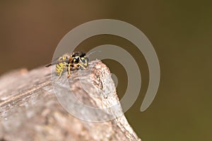 common wasp & x28;Vespula vulgaris& x29;, taken in the UK